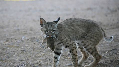 Texas Showdown Chi Esce Vittorioso In Una Battaglia Tra Bobcat E Feral