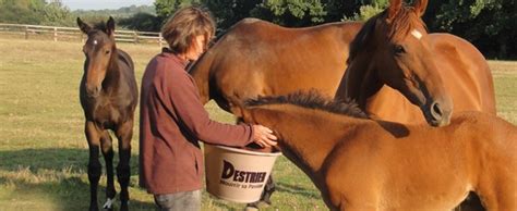 L Alimentation Du Cheval