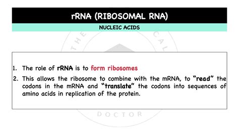 Nucleic Acids Dna Vs Rna The Theoretical Doctor