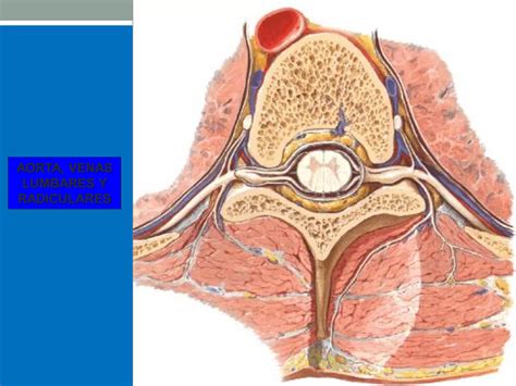 Vascularizaci N Del Sistema Nervioso Central Ppt