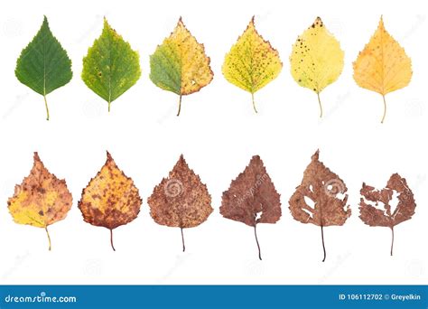 Autumn Concept, Age Changes of Leaves, Aging Stages, the Birth Death, Drying Stock Photo - Image ...