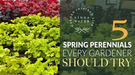 Spring Perennials Every Gardener Should Try Spring Perennials