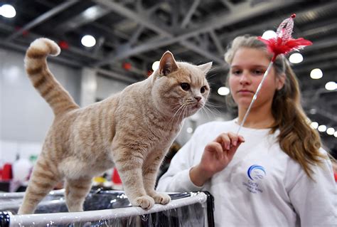 Come Adottare Un Gatto In Russia Russia Beyond Italia