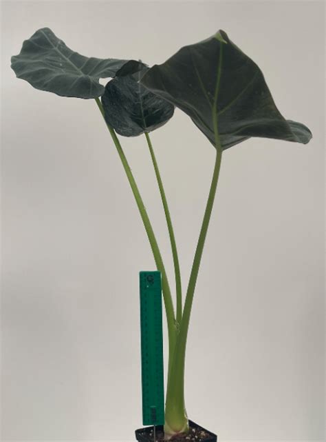 Alocasia Regal Shields M Plantae Orchids And Rare Plants