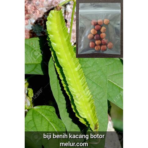 Biji Benih Kacang Botol Kacang Botor Kacang Kelisa Winged Bean