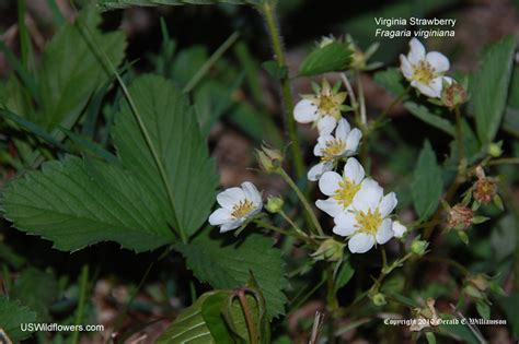 US Wildflower - Virginia Strawberry, Wild Strawberry - Fragaria virginiana