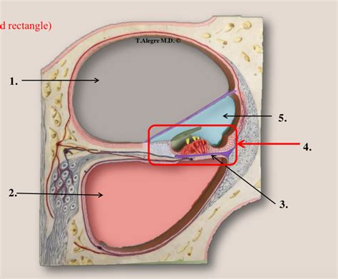 Cochlea Cross Section Diagram Quizlet