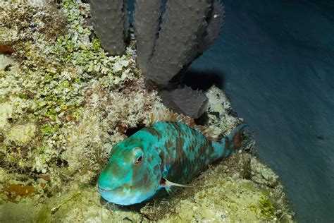 Guía de snorkel nocturno en Cozumel | Dressel Divers