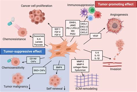 Role Of Cancerassociated Fibroblast Subpopulations In Immune