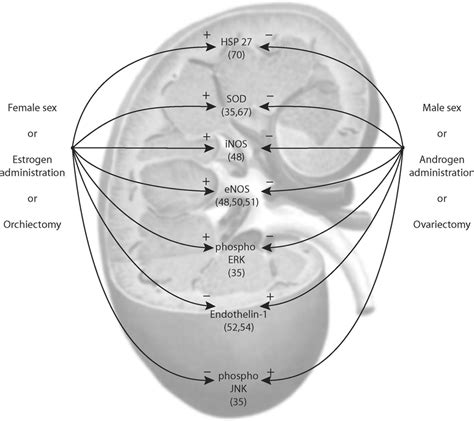 Known Gender And Or Sex Steroid Effects On Key Molecular Mediators Of