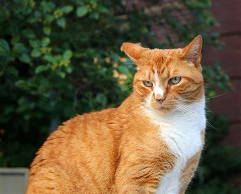 Orange Cat Breeds Ultimate Guide