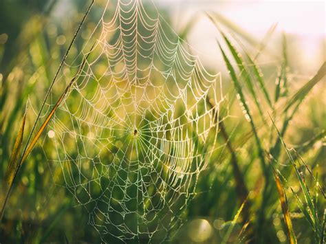 Free Images Nature Branch Dew Field Meadow Sunlight Leaf Flower Wet Green Botany