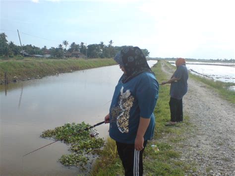 Terajubintang7 Pancing Di Tali Air Bendang Sawah Padi Kg Teluk Bagan