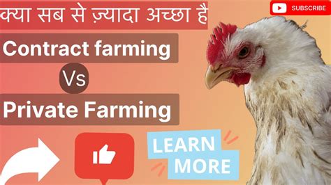 Contract Poultry Farming Vs Private Farming क्या सही रहेगा Poultry