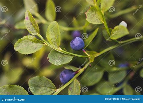 Harvested Berries Process Of Collecting Harvesting And Picking