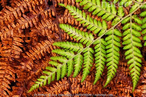 Nature Picture Library Non-flowering Plants Ferns