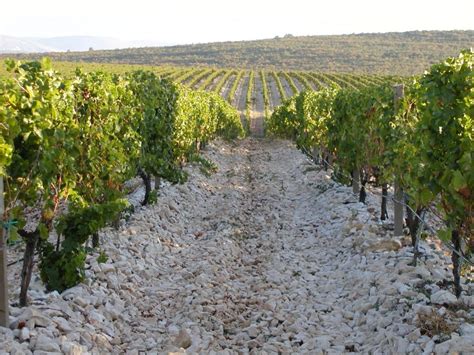 Sušenje peteljkovine na vinovoj lozi AgroPortal hr