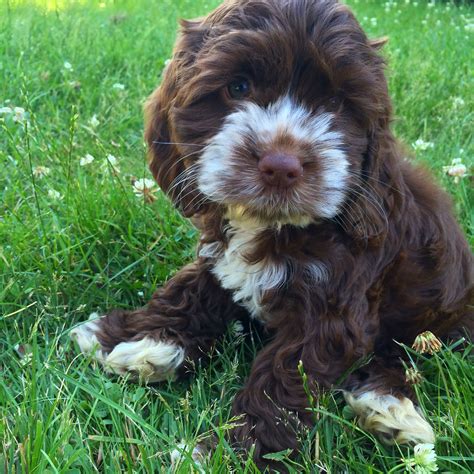 My Little Chocolate Cockapoo Otto On The Day I Brought Him Home I Fell In Love With Him