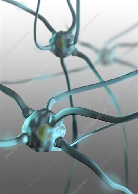 Human Nerve Cells Computer Illustration Stock Image C