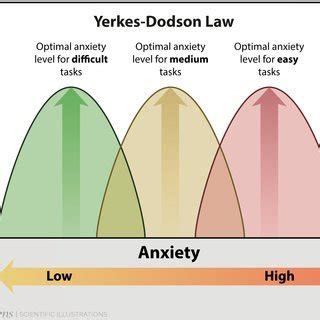 Yerkes Dodson Law That Illustrates A Possible Relationship Between