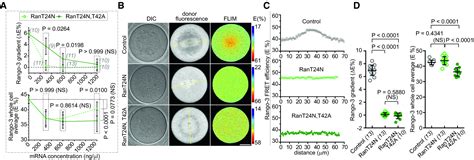 RanGTP and importin β regulate meiosis I spindle assembly and function