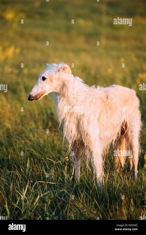 Borzoi Dog Hi Res Stock Photography And Images Alamy