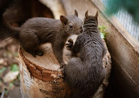 Squirrel Behavior - AnimalBehaviorCorner