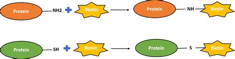 Protein Biotinylation Service Profacgen