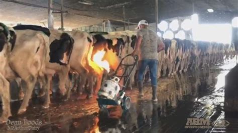 New Video Shows Cows Being Speared Burned At Another Florida Dairy Farm