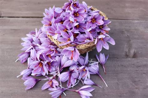 how to harvest saffron? - Tida Silk Road Trading , Tida saffron