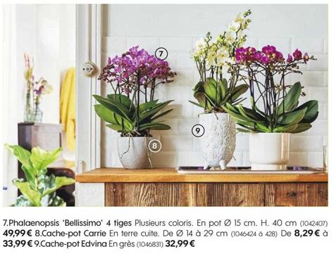 Promo Phalaenopsis Bellissimo Tiges Cache Pot Carrie Cache Pot