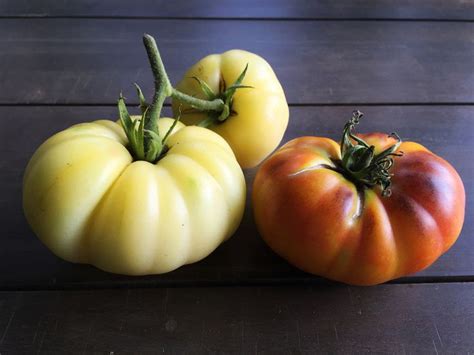 Heirloom Tomato Harvest From The Backyard Farm White Tomesol Lucid Gem