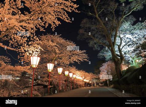 Cherry blossom in Kanazawa Japan Stock Photo - Alamy