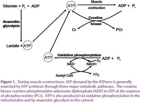 Atp Hydrolysis Muscle Contraction