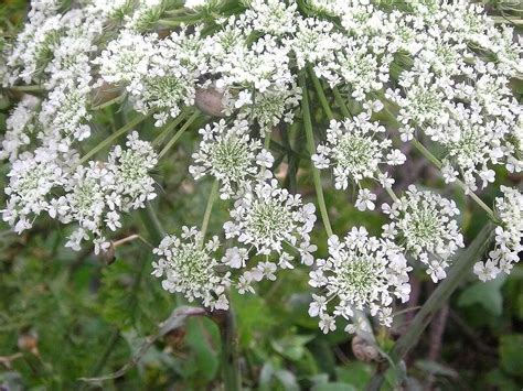 200 Bishops Flower Ammi Majus False Queen Annes Lace Seeds Comb Sh