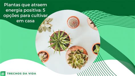 Plantas Que Atraem Energia Positiva Op Es Para Cultivar Em Casa