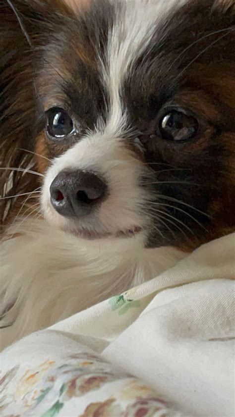 110 Best Papillon Dog Names Artofit