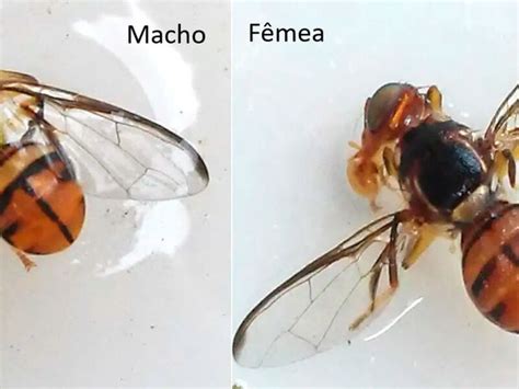 Mosca da carambola leva quatro estados à emergência fitossanitária