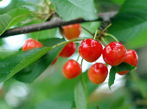 太宰治の忌日にあたる「桜桃忌」 ゆかりの地で、その生涯をたどる Aera Dot アエラドット