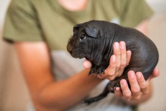 Hairless Guinea Pig Breeds The Naked Truth About Their Care