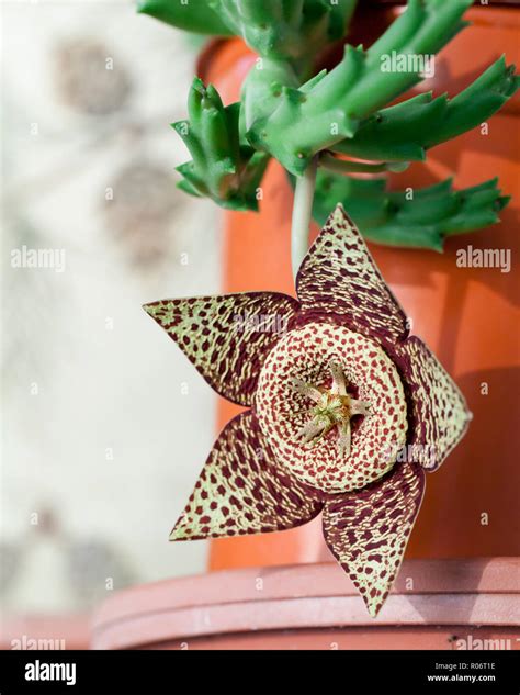 Starfish Planta aka Starfish Cactus Flor de estrella Carrión