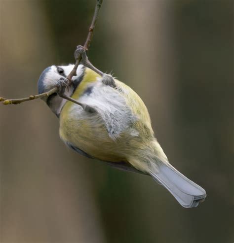 Parus Caeruleus Mésange Bleue Pimpelmees Blue Tit Flickr