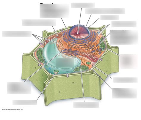 BIO 101 EXAM 1 Cell Organelles Plant Cell Diagram Quizlet