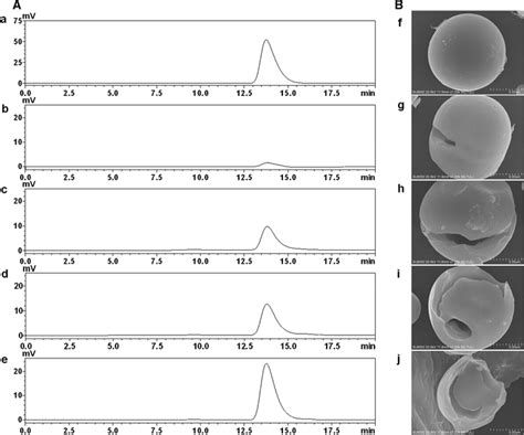 Hplc Chromatograms Of Raw Cassava Starch Hydrolysates And Sem Analysis