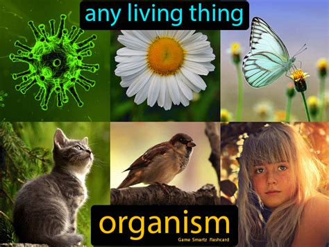 Organism - Easy Science | Science flashcards, Easy science, Small letters 