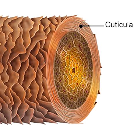 Si Eres Estilista Conocer La Estructura Del Cabello Para Realizar Un