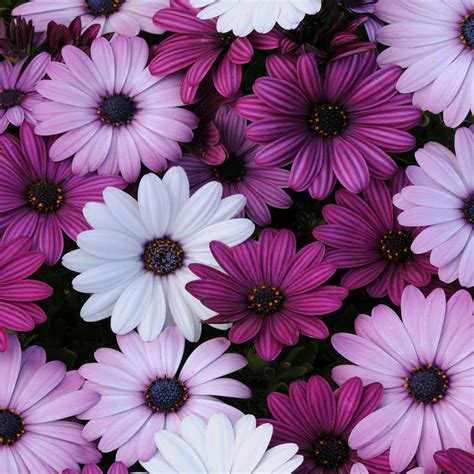 Drought Tolerant African Daisy Osteospermum Akila Flower Seed Plant Mix