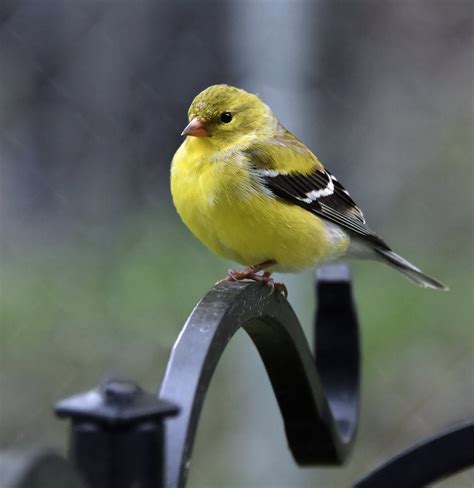 Female American Goldfinch Taken Out The Window This Is Th Flickr