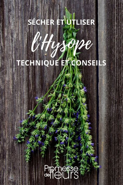 Comment faire sécher et utiliser l hysope en 2023 Hysope Fleurs