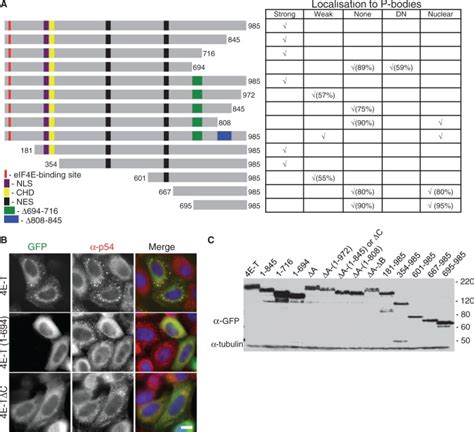 The C Terminus Of 4e T Promotes Its Localization In P Bodies A